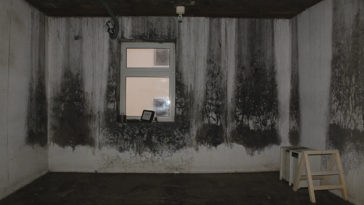A wall showing rising damp and moisture problems in a basement