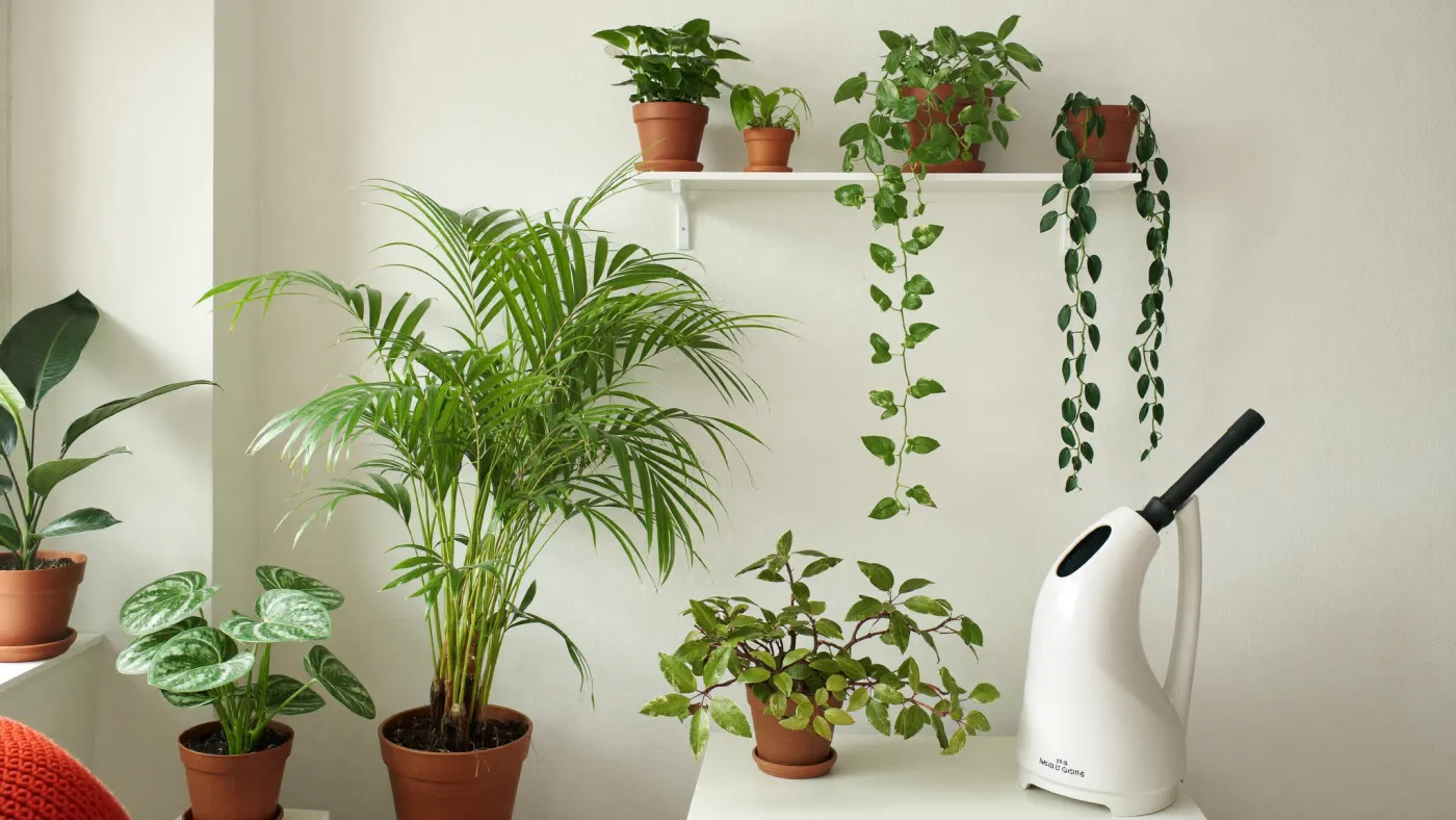 The health risk of mould and fungus forming in a damp environment
